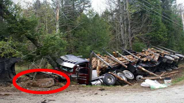 Logging Truck Hits Strange Creature on Dirt Road