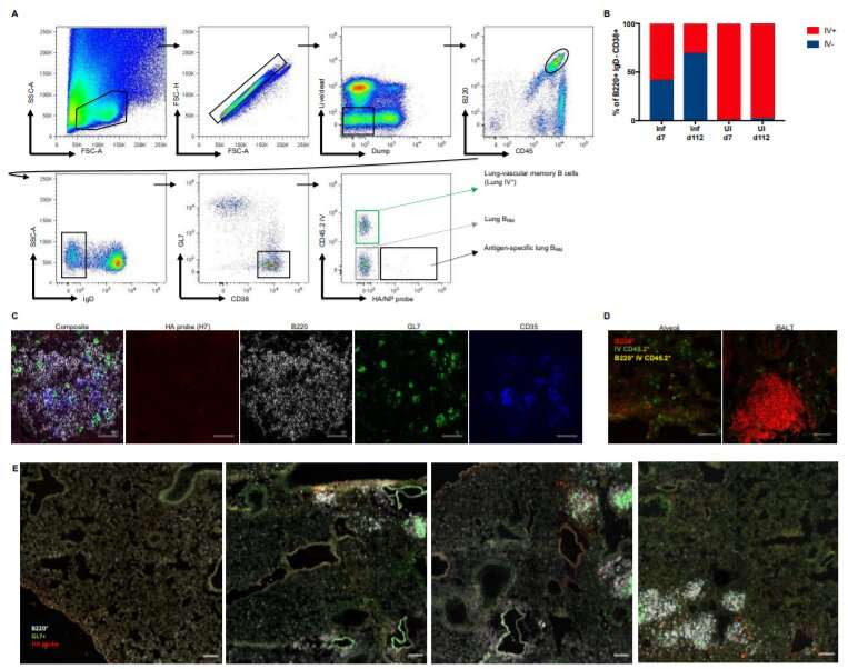 Stowaway B cells in the lungs bear the blueprint to fight the flu, and possibly other viral infections