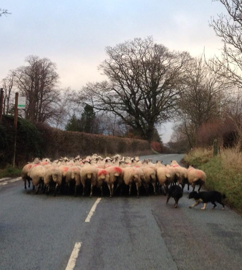 Embedded image permalink