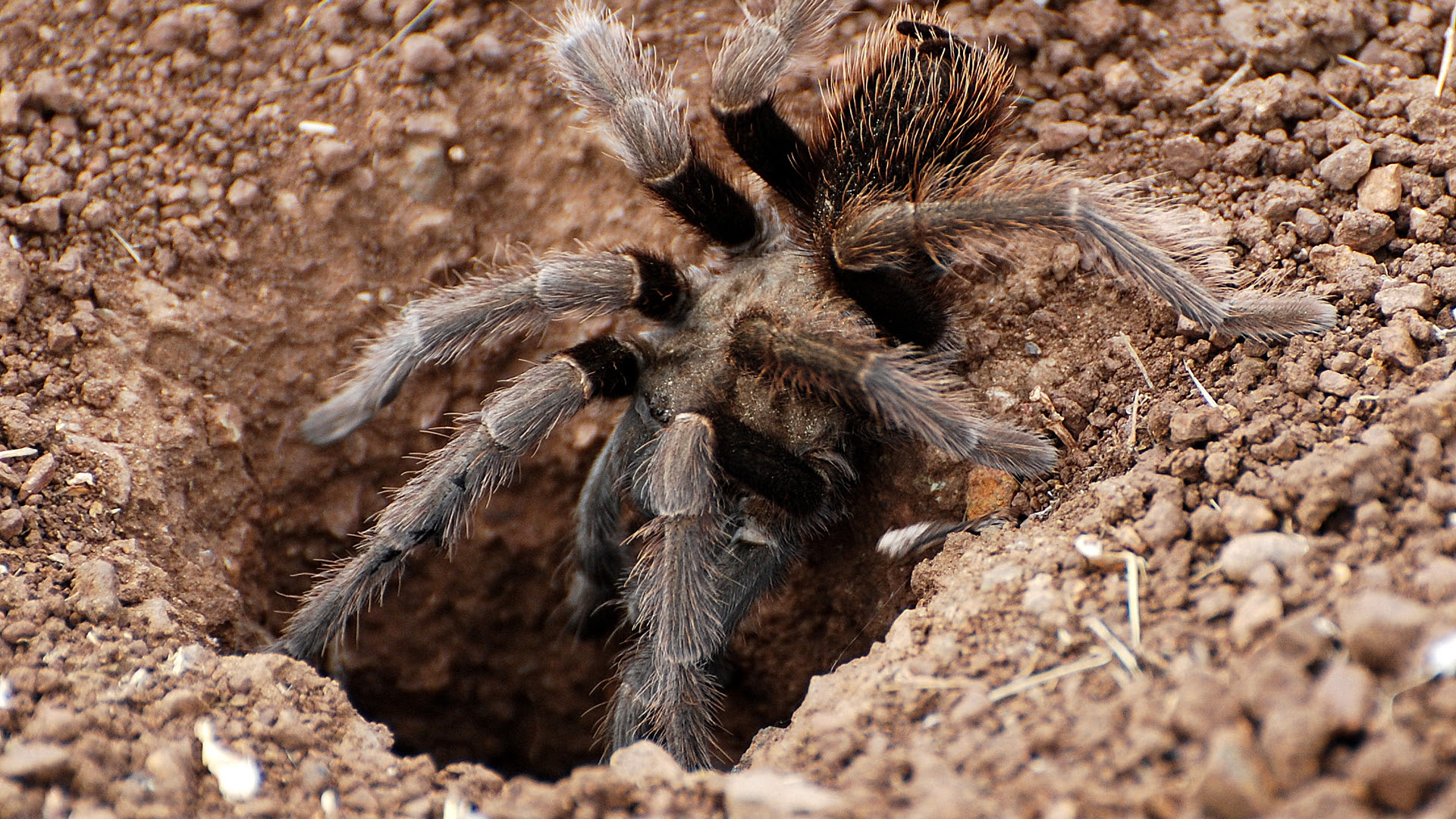 a tarantula entering a hole 