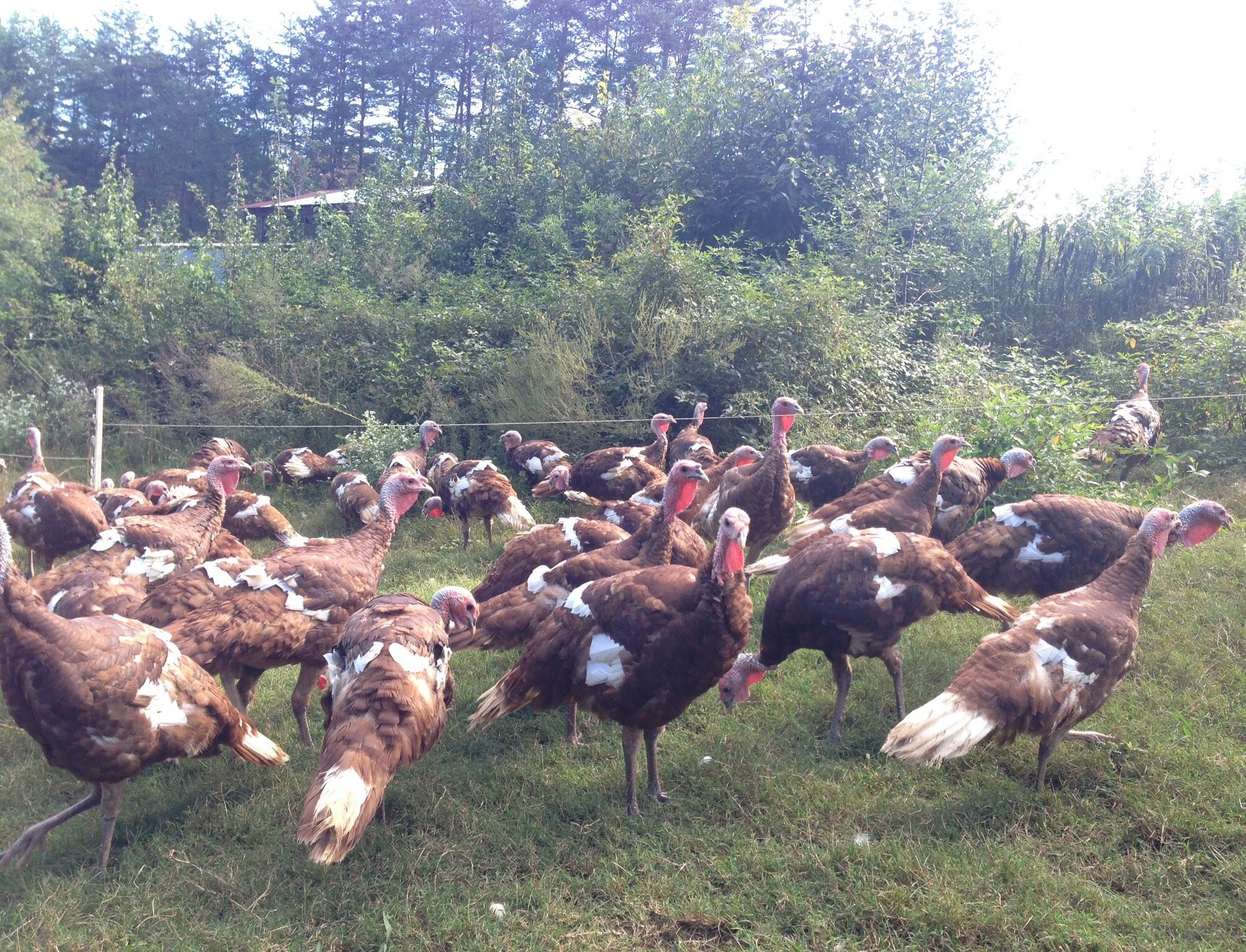 what-s-new-this-week-what-exactly-is-a-heritage-turkey-kw-homestead