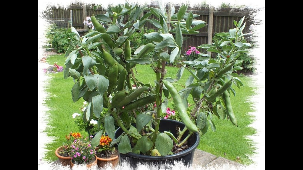 Growing Beans in pots
