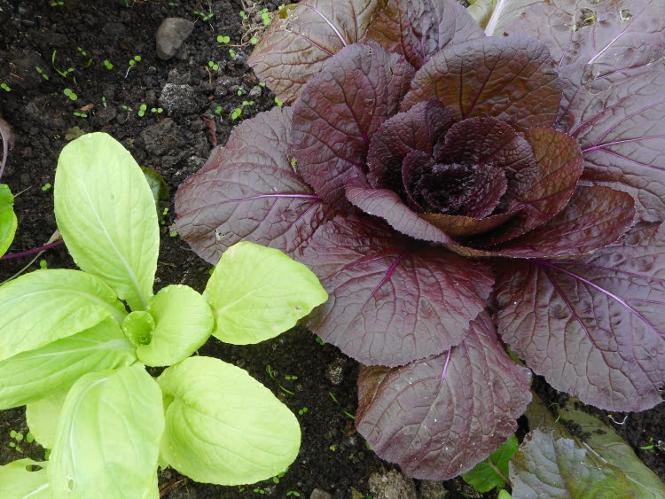 A young plant of Chinese Cabbage 'Scarlette' contrasts beautifully with lemon Pak Choi from Real Seeds 'Vibrant Joy' mix