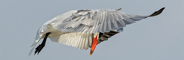 Caspian Tern