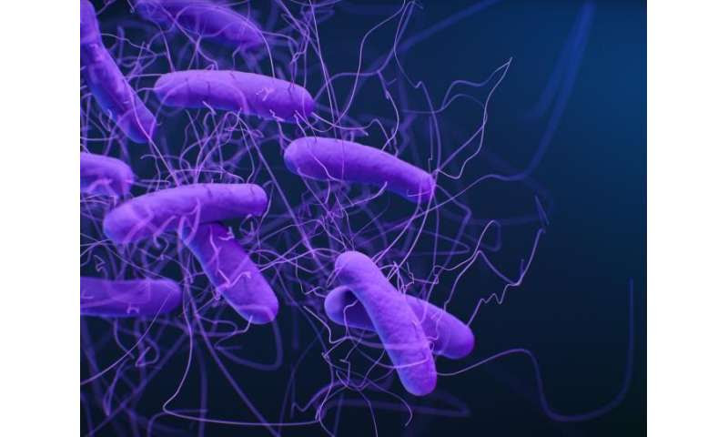 Clostridioides difficile , Clostridium difficile