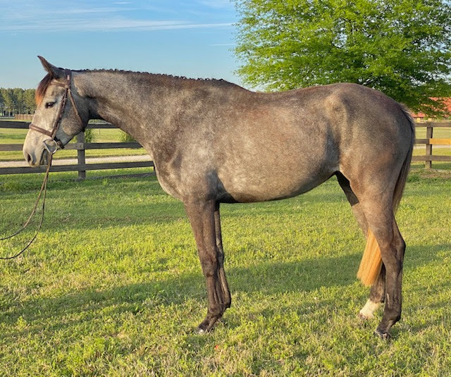 Red Top Farm Offers Quality Young Horses for Sale - The Plaid Horse ...