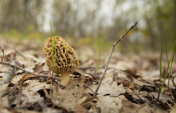 A morel mushroom pushing through fallen leaves on a forest floor.