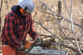 Fuelwood permits now available from the DNR. 