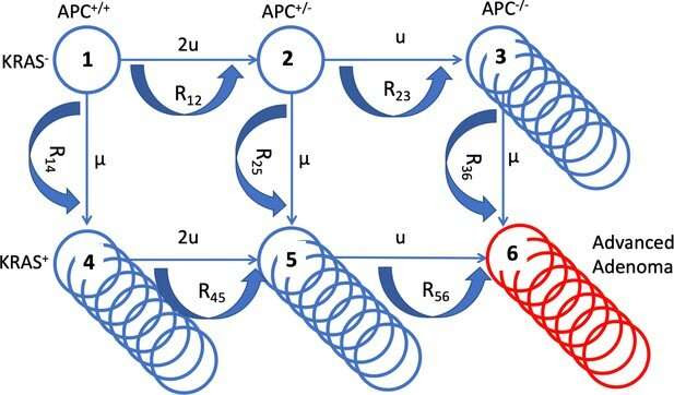 Researchers find that aspirin alters colorectal cancer evolution