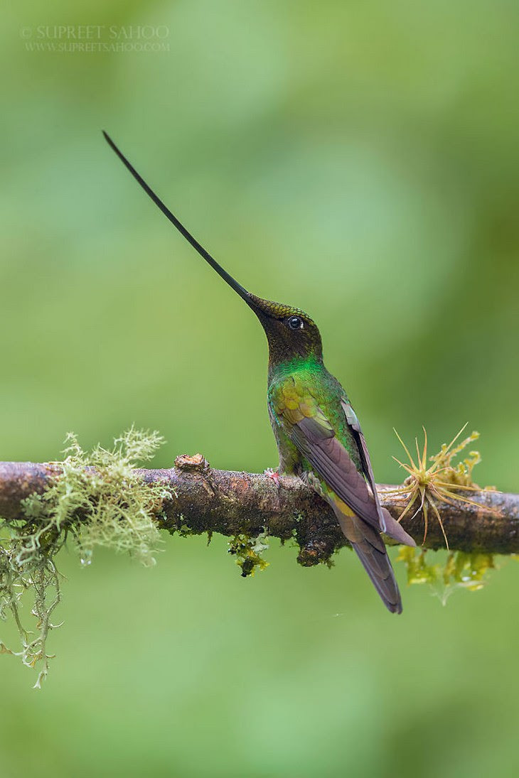 12. Sword-Billed Hummingbird