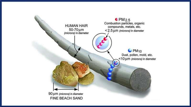 Researchers show how air pollution may contribute to loss of smell