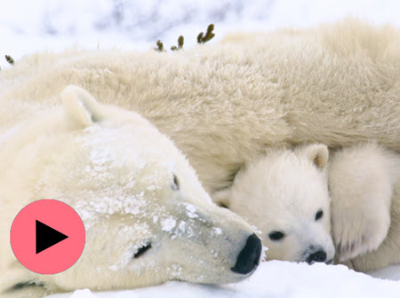 A polar bear with her cub