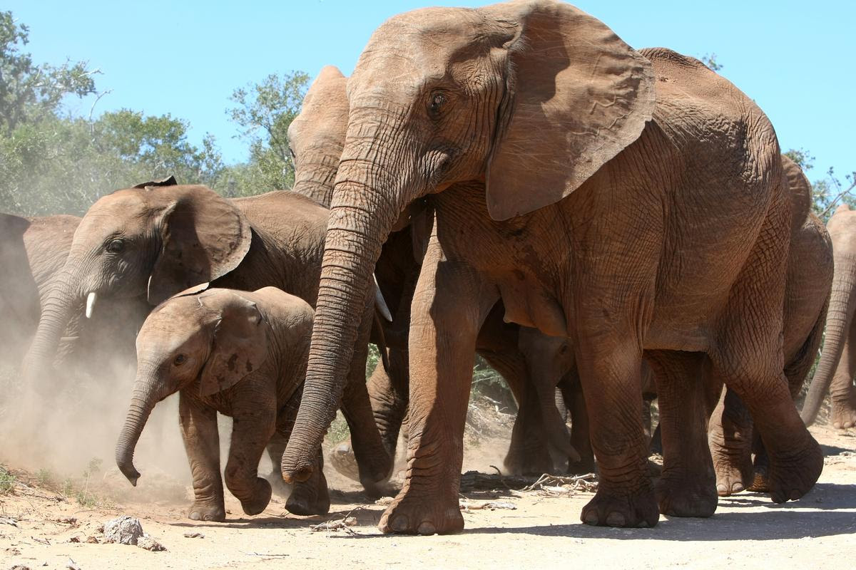 Elephants were found to have 20 copies of a cancer-suppressing gene, while humans only have one copy