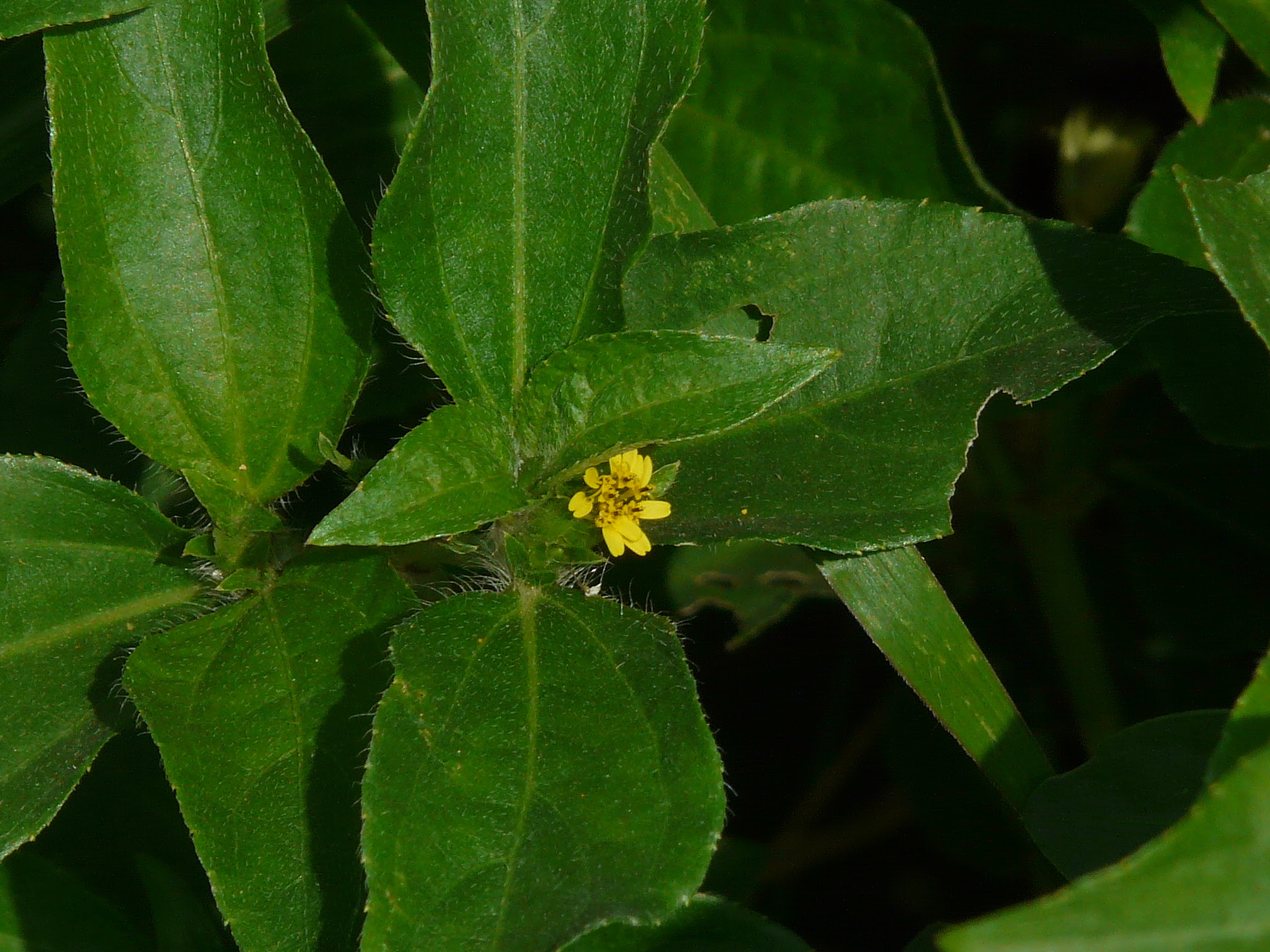Synedrella nodiflora (L.) Gaertn. ... FOR VALIDATION