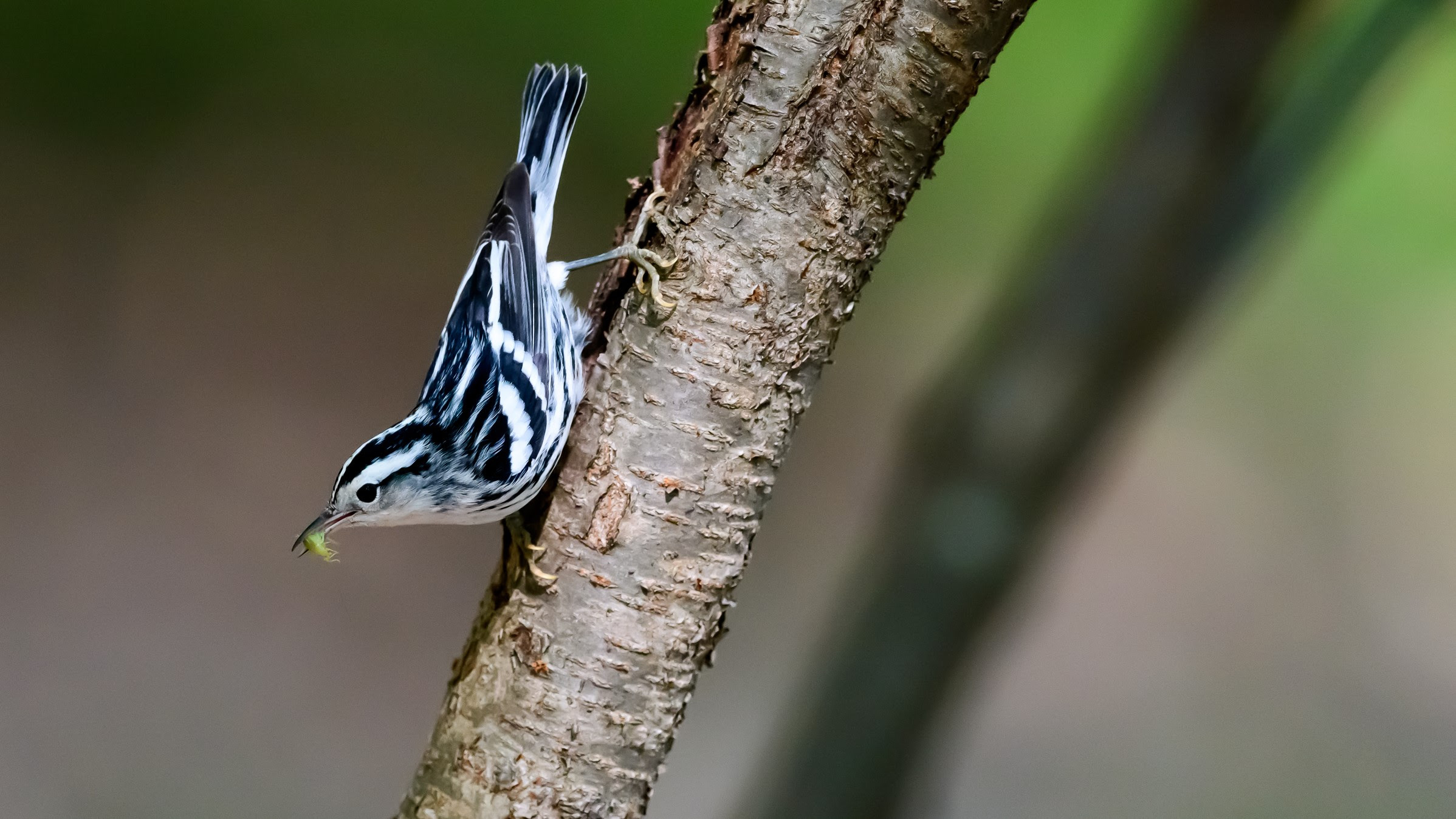 A black and white warbler crawls down a branch.