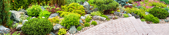 a plant in a garden