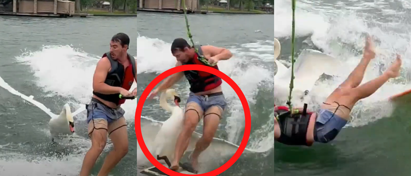 Violent Swan Attacks Wake Surfer In Hysterical Video