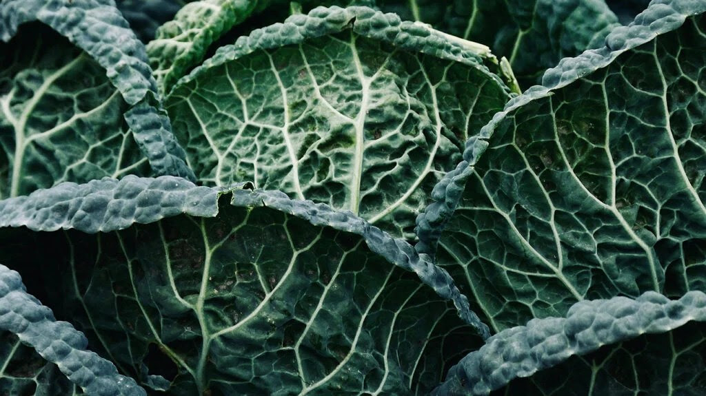 close up of kale leaf